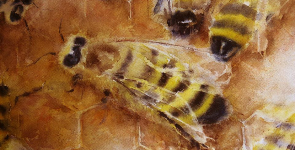 api - acquarello 30x40 - 2015
